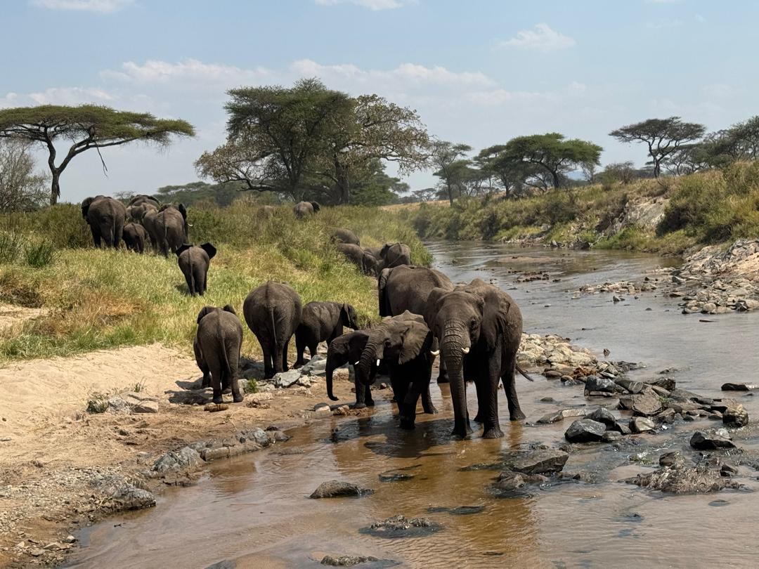 Elephant in Tarangire